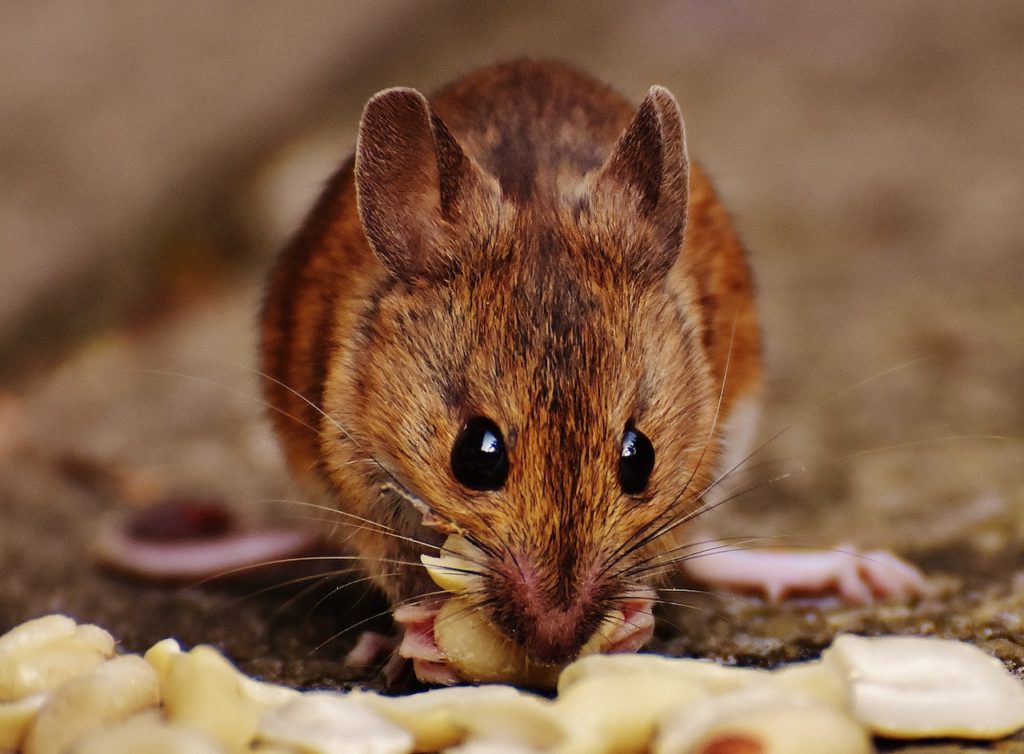 rongeurs mangeant des denrées alimentaires