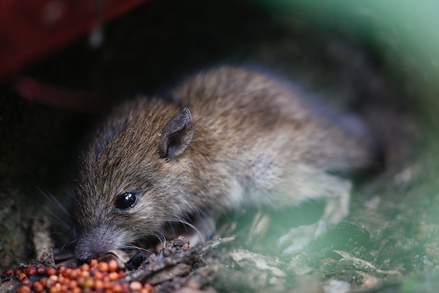 rat qui mange des denrées alimentaires
