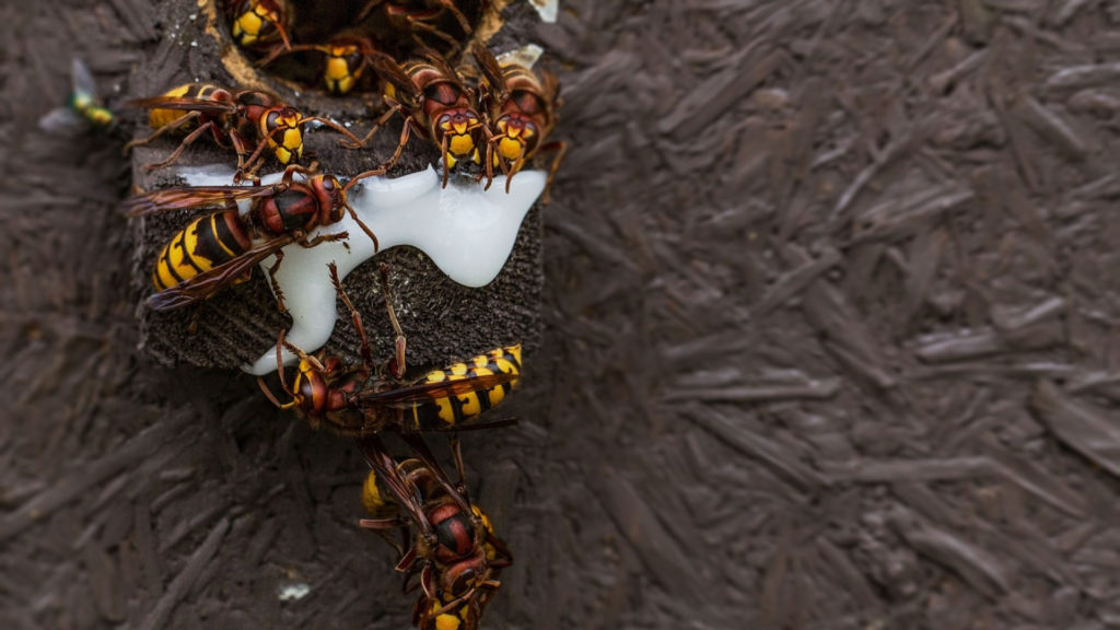 Faites intervenir une entreprise à Rennes pour vous débarrasser des insectes