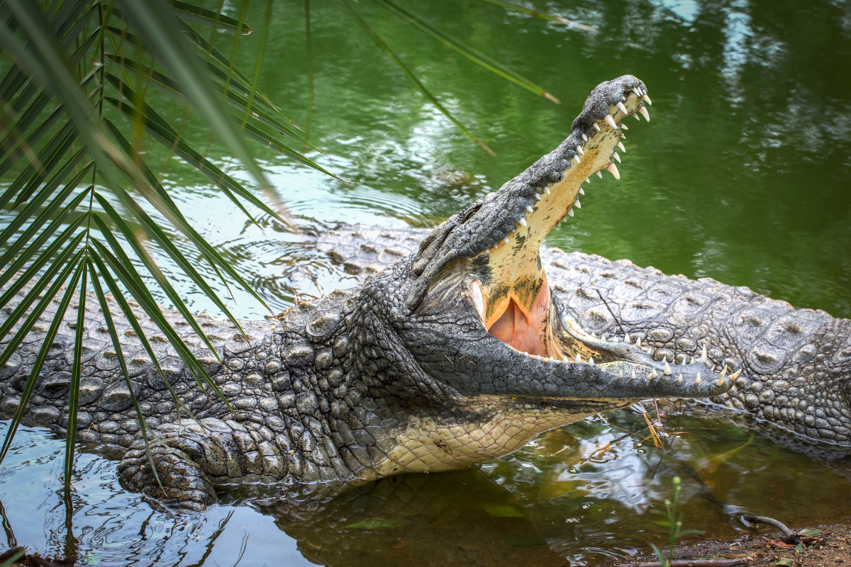 rêve sur le crocodile